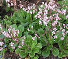 5 SAXIFRAGA URBIUM PLANT
