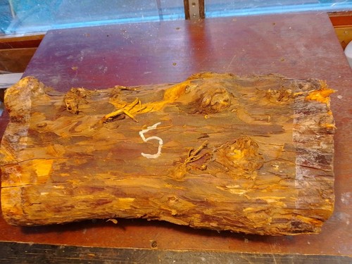Yew branch wood - branch,