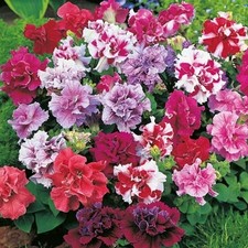 40 Petunia Double Duo Mixed F1