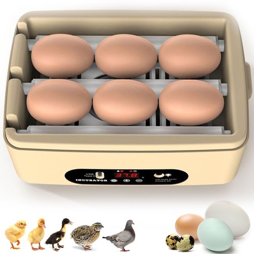 Chicken egg incubator - chicken,