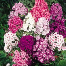 Phlox paniculata mixed - phlox,