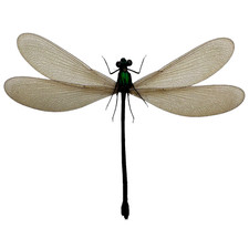 Damselfly (Vestalis luctuosa)
