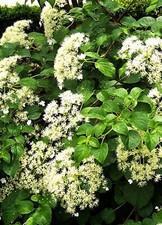 LARGE 6ft inc. pot  Climbing Lacecap Hydrangea petiolaris 15litre for shade