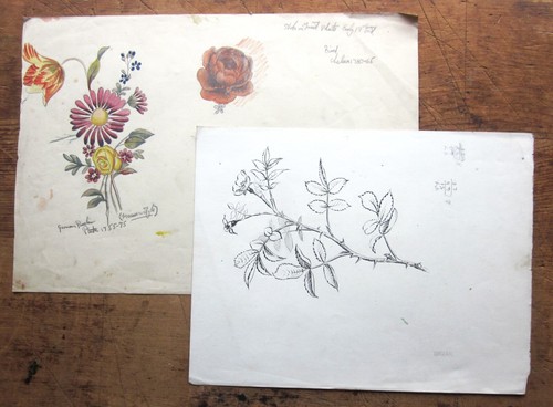Botanical drawings briar - drawings,
