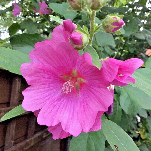 Lavatera clementii rosea - lavatera,