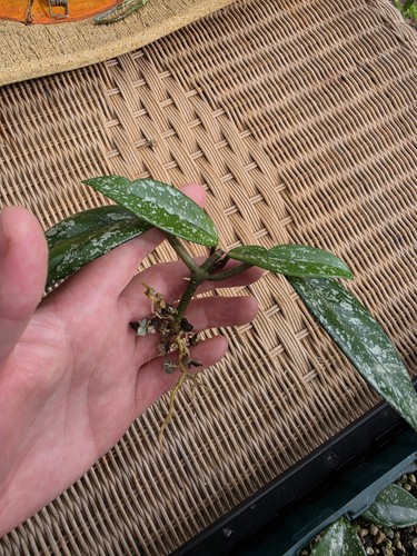 Hoya carnosa stardust - hoya,