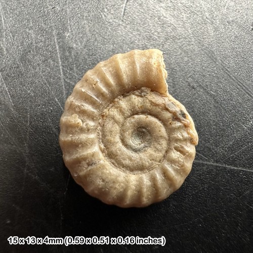 Charmouth promicroceras - charmouth,