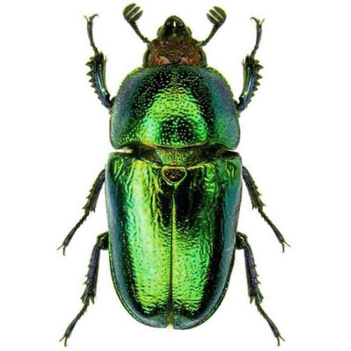 Lamprima adolphinae green - adolphinae,
