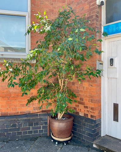 Weeping fig - weeping, benjamina)