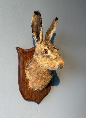 Taxidermy hare mask head - mask,
