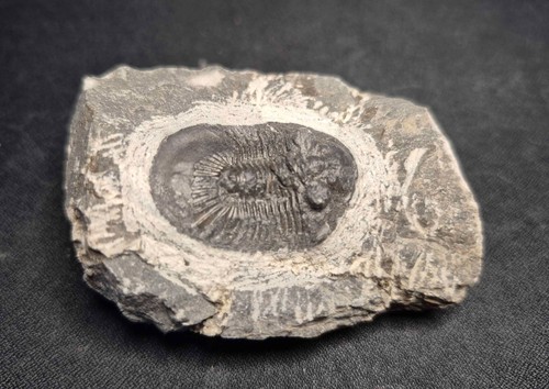 31mm scabriscutellum furcifer - scabriscutellum,
