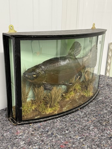 Vintage taxidermy tench fish - taxidermy,