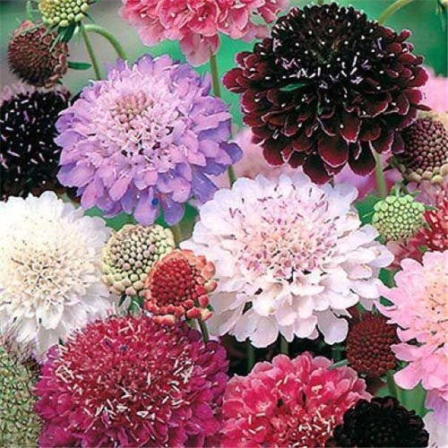Scabious pincushion mixed sow - scabious, mixed,