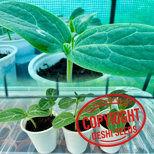 Italian snake bottle gourd - 3x,