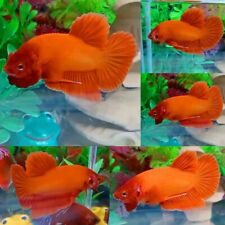 Super Orange Halfmoon Plakat Male - IMPORT LIVE BETTA FISH FROM THAILAND