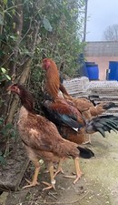 6 RARE BREED 🔥INDIO GIGANTE