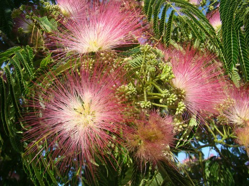 Albizia julibrissin silk - albizia,