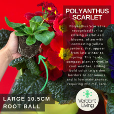 Large Plants - Polyanthus