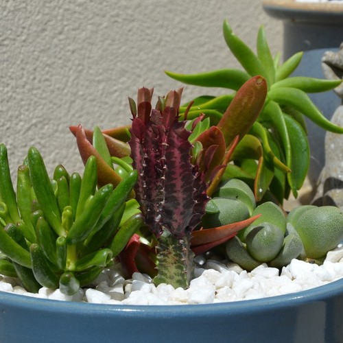 Euphorbia trigona rubra - rubra, pack