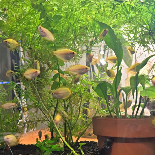 Live honey gourami fish - live,