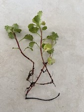 5 SAXIFRAGA URBIUM PLANT SIDE