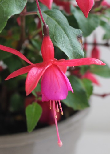 Fuchsia shrub plant - fuchsia, a