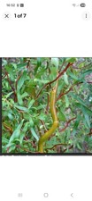 Freshly cut twisted - freshly,