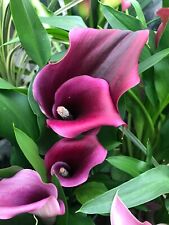 Two Purple Calla Lily (Corms