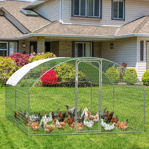 Chicken coop walk - chicken,
