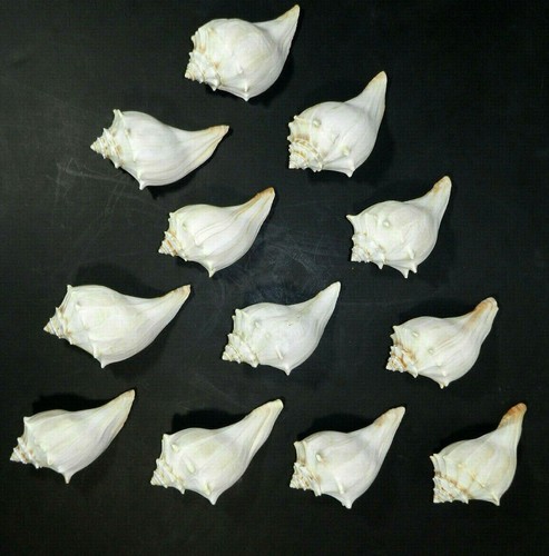 Lightning whelk seashell - whelk,