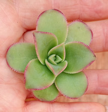 Aeonium haworthii 'Kiwi'