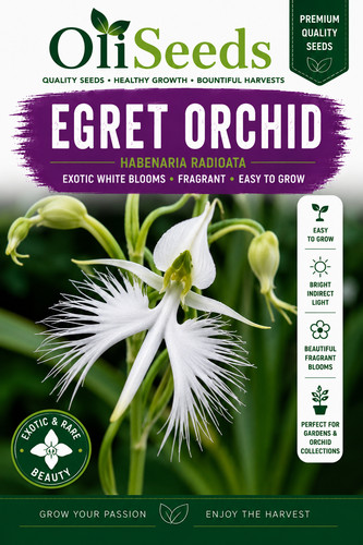 White egret orchid habenaria - orchid,