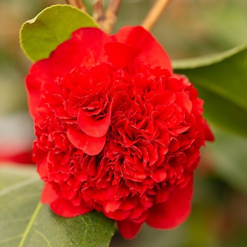 Camellia ruby wedding - camellia,