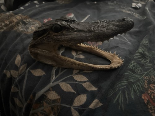 Taxidermy head - taxidermy,