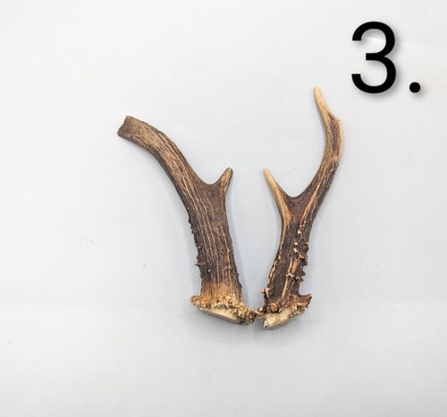 Roe deer antlers voodoo - deer,