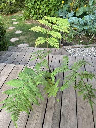 Cyathea medullaris black tree - medullaris, (black