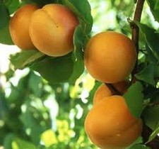 20 x ​Apricot tree seeds
