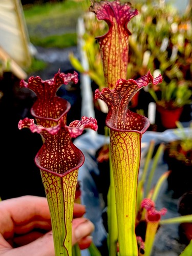 Sarracenia readii - sarracenia,