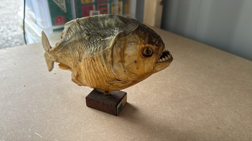 Taxidermy piranha - , (brazil)