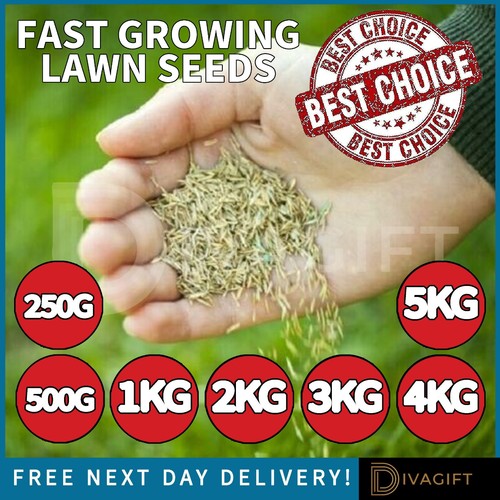 Grass seeds fast growing lawn - grass,