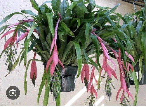 Billbergia bromeliad nutans - billbergia,