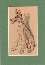 Cecil Aldin ~  Ibizan Hound ~