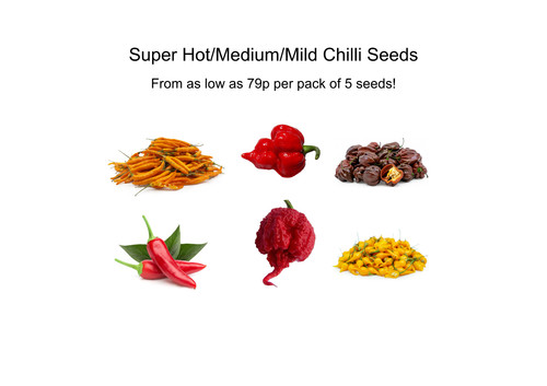 Hot chilli seeds - seeds, 35+