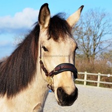 Jasmine Flower Hackamore