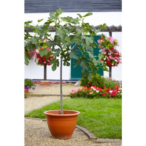 Fig tree ficus carica - ficus,