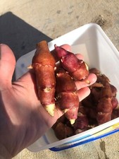 Pink Crispy Organic Sunchoke /