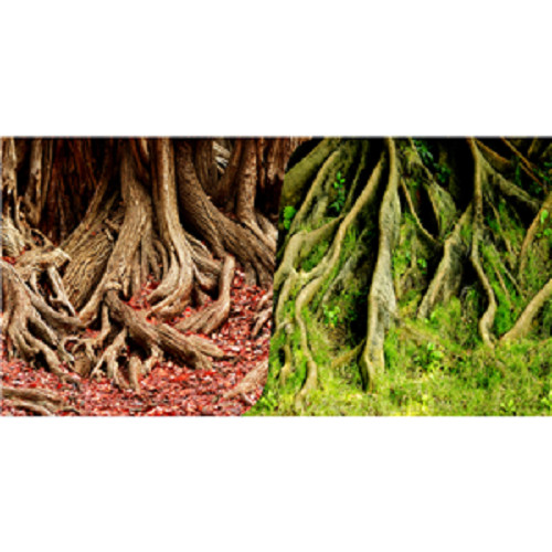 Seaview red root green - root, /