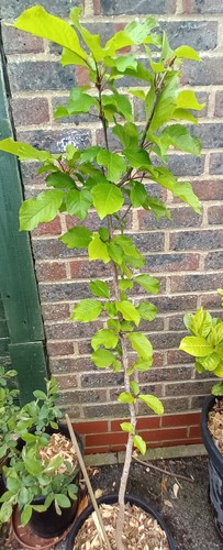Wild cherry trees 4ft - wild, 3