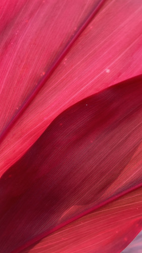 Cuttings cordyline - 12,