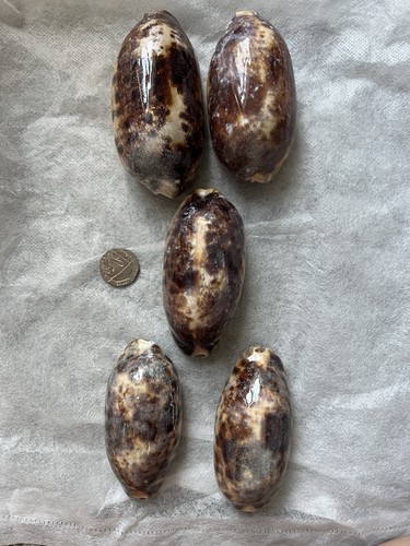 Tortoise cowries shells pcs - tortoise, 1